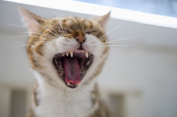 How to Minimize Stress for a Cat During a Veterinary Examination?